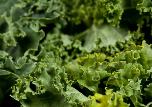 Leaves of Kale in close up shot showing the curly edges of the vegetable