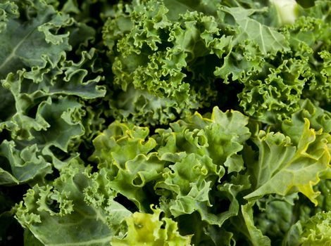 Leaves of Kale in close up shot showing the curly edges of the vegetable