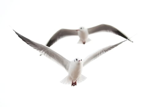 two seagulls