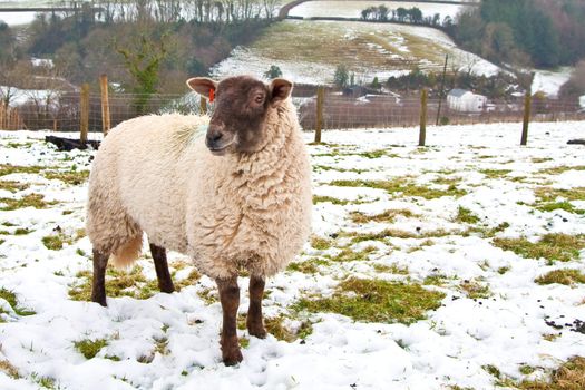 sheep in snow