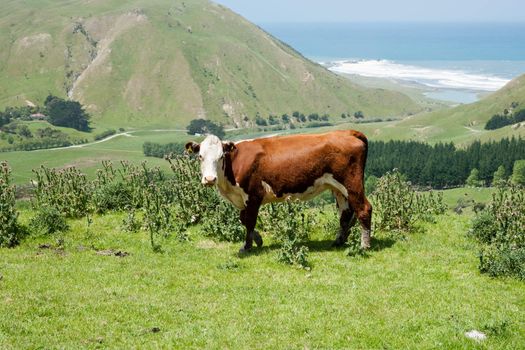 Brown cow in landscape.