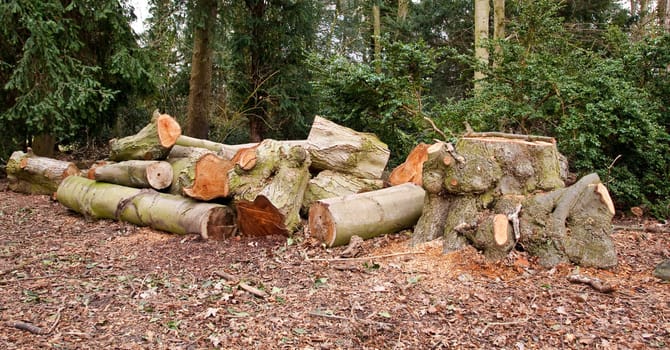 logs in a woodland setting