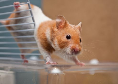 Hamster climbing on cage