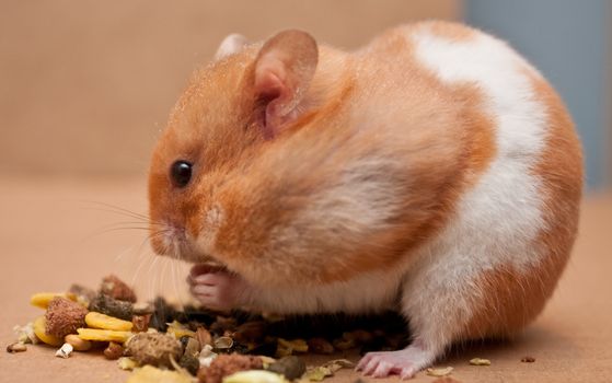 hamster eating