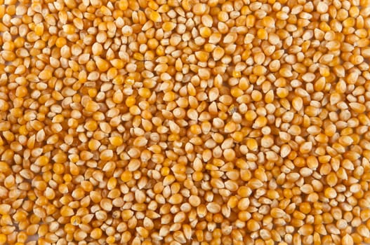 corn seed background