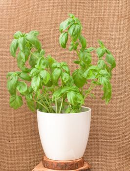 basil plant