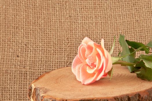 rose flower on hessian