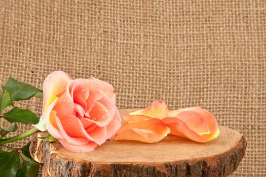 rose flower on hessian