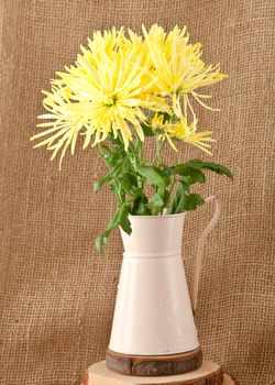 chrysanthemum flowers on hessian