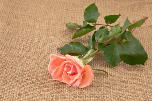 rose flower on hessian
