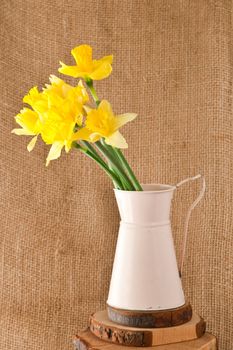 Fresh spring daffodils