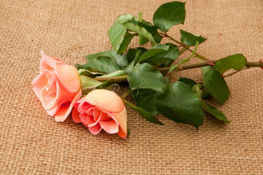 rose flower on hessian