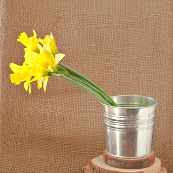 daffodils on hessian