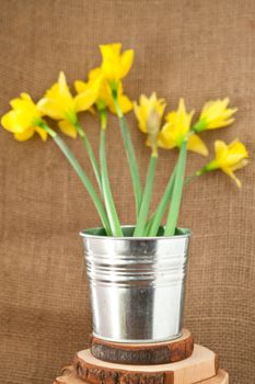 daffodils on hessian