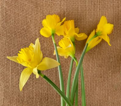 daffodils on hessian