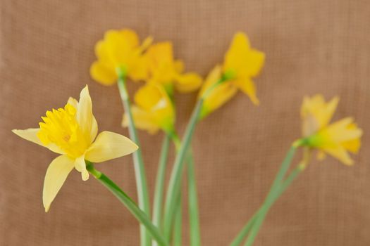 daffodils on hessian