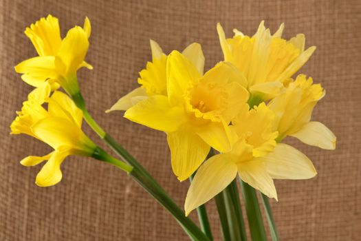 daffodils on hessian
