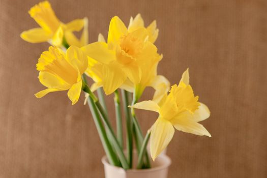 daffodils on hessian