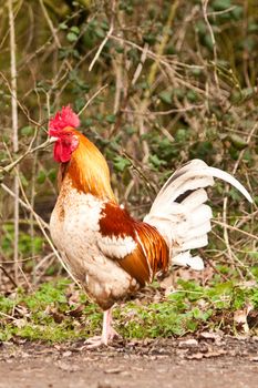 colorful rooster