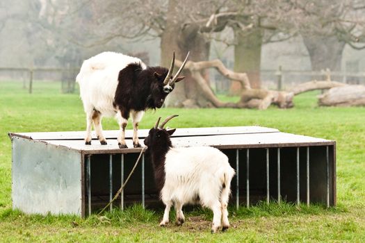 bagot goats