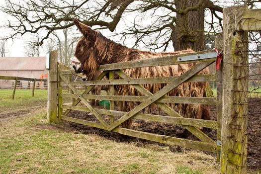poitou donkey