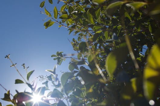 bright sun shining through green leaves with blue sky in background