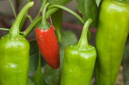 green peppers with a single red pepper in a garden