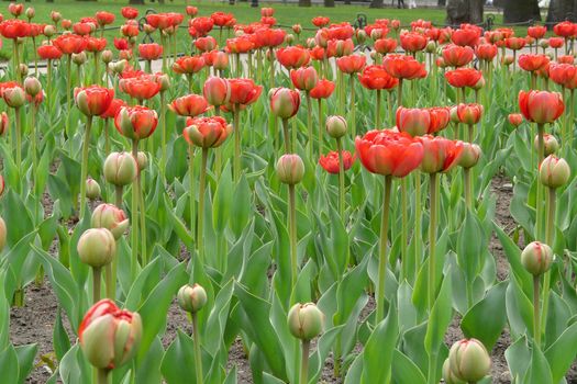 Flowers, colors, summer