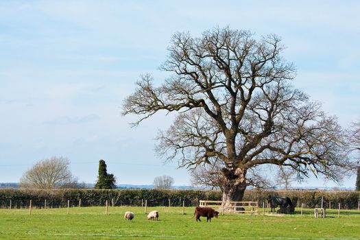 Farm animals in a field