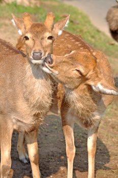 The sika deer inhabits temperate and subtropical woodlands, which often occupy areas suitable for farming and other human exploitation.