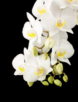 White phelanopsis orgchid on black background