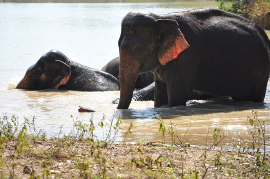 Elephants are the largest living land animals on Earth today.