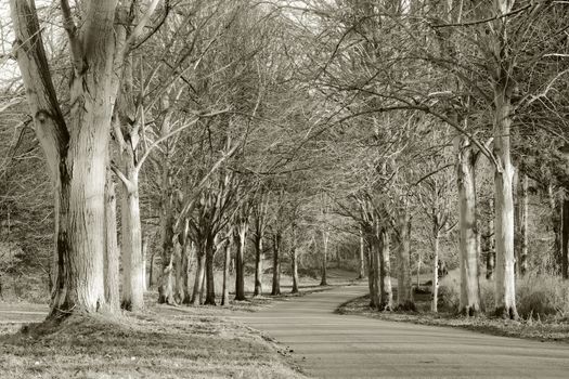 woodland in norfolk