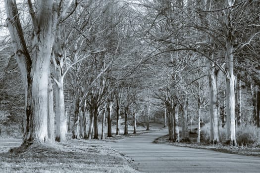 woodland in norfolk