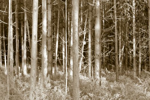 woodland in norfolk