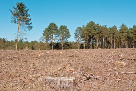 woodland in norfolk