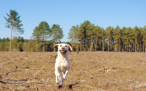 dog running with ball