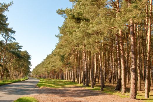 woodland in norfolk