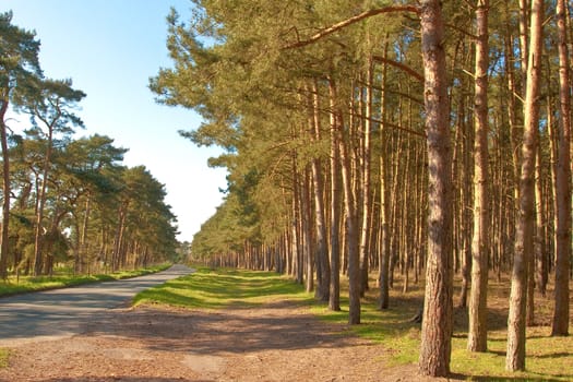 woodland in norfolk