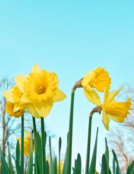 perfect spring daffodils