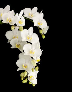 White phelanopsis orgchid on black background