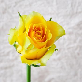 yellow rose on white