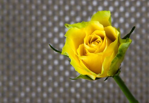 yellow rose on silver