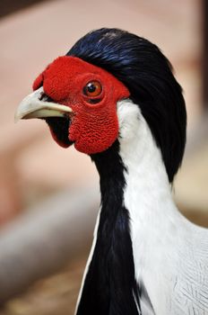 The Silver Pheasant is a species of pheasant found in forests, mainly in mountains, of mainland Southeast Asia, and eastern and southern China, with introduced populations in Hawaii and various locations in the US mainland. 