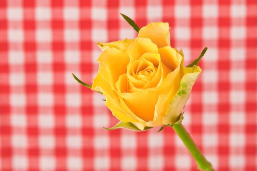 yellow rose on gingham
