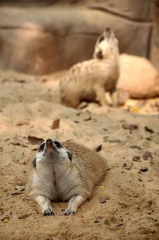 Meerkats live in all parts of the Kalahari Desert in Botswana, in much of the Namib Desert in Namibia and southwestern Angola, and in South Africa. A group of meerkats is called a "mob", "gang" or "clan". A meerkat clan often contains about 20 meerkats, but some super-families have 50 or more members. 