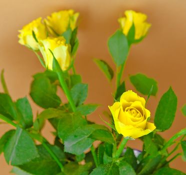 Bunch of yellow roses on a beige background