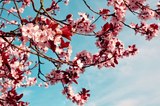 Vibrant pink blossom against a bright blue sky