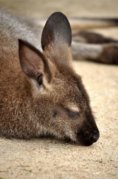 A wallaby is any of about thirty species of macropod. It is an informal designation generally used for any macropod that is smaller than a kangaroo or wallaroo that has not been given some other name.
