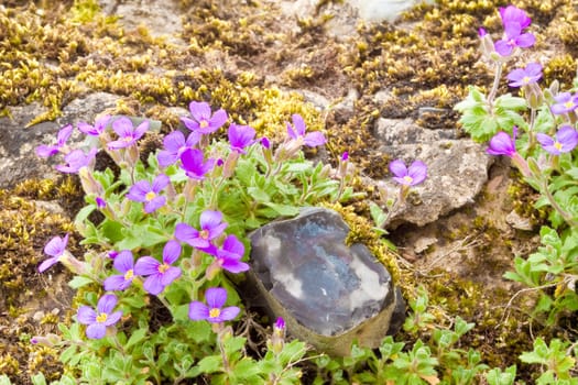 blue bells in rockery